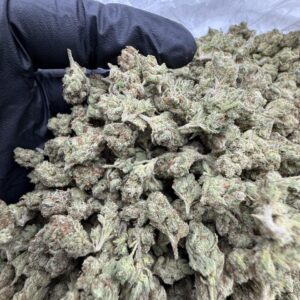 Kaufen Sour Gushers Strain
