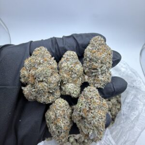 Kaufen Truffle Strain,white truffles strain